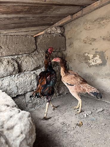 Xoruz, Heyratı, il: 1, Ünvandan götürmə, Pulsuz çatdırılma, Ödənişli çatdırılma