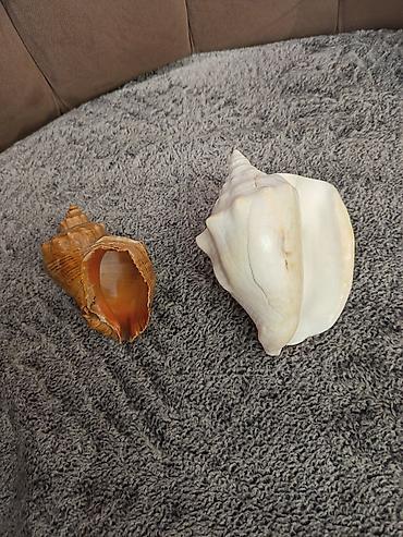 Akvarium aksesuar və ləvazimatları: Dekorativ dəniz ilbiz qabıqları dəsti Dest 100 azn Qara deniz den — 1