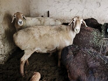 дом кошек: Сатам | Ургаачы кой (ургаачы) | Союуга, Көбөйтүү үчүн | Асыл тукумдуу lalafo.kg да дом кошек: Сатам | Ургаачы кой (ургаачы) | Союуга, Көбөйтүү үчүн | Асыл тукумдуу