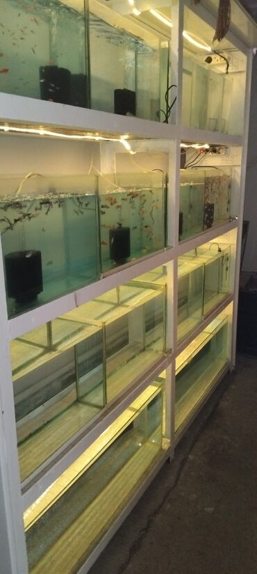 Akvariumlar: Dördbucaq akvarium, Balıqlarla birlikdə, 16 l, Ünvandan götürmə — 8