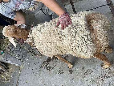Баран, овца: Продаю | Баран (самец) | Для разведения — 4