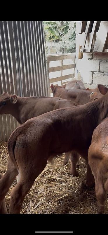 Dana, buzov: Satışda: dana balaları - Növ: yerli cins ətlik/südlük istiqamətə — 8