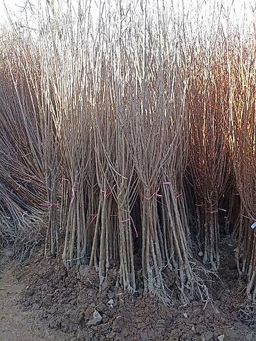 Виноград: Саженцы оптом и в розницу г.Бишкек доставка по городу Все виды — 24