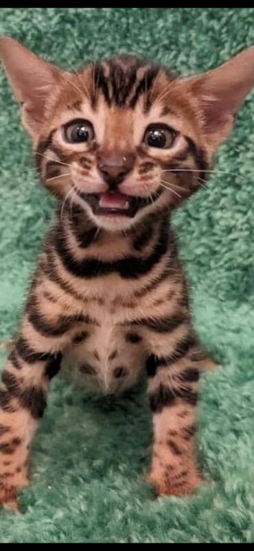 Продажа кошек: Друзья. !!!.в питомнике Бен Гла Мур. долгожданные новые детки — 12