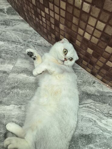 Pişiklər: Şotland yastı qulaq, Dişi, Yaxşı əllərə — 7