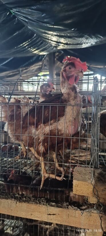 продажа теленок: Продаю | Куры | Хай-Лайн Браун | Несушки