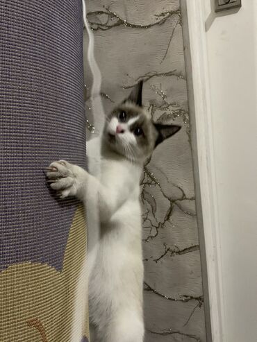 Отдам даром кошку: 9 месяцев, Девочка at lalafo.kg — 6 Отдам даром кошку: 9 месяцев, Девочка — 6