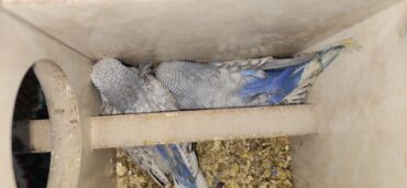 Птицы: Молодежь волнистых папугаев оптом и в розницу)насчёт доставки — 15