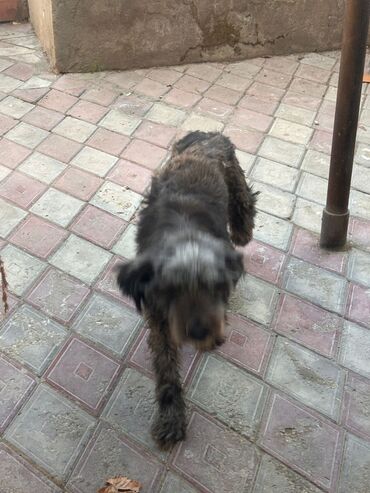 Uzunmüddətli kirayə evlər: 40 kv. m, 6 otaqlı, Qaz, Su, İnternet — 6