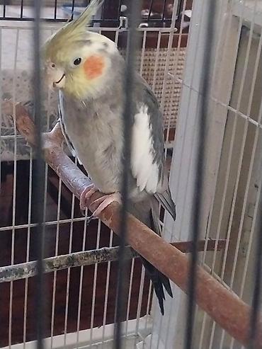 Korellalar qəfəslə birlikdə satılır, 3 ədəddir 2 erkəy 1 dişi, ikisi