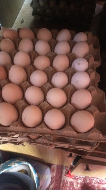 перепела яйца: Домашние яйца оптом
