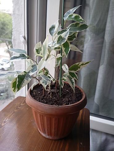 фикус керли: Фикус Бенджамина вариегатный (Ficus benjamina, пестролистная форма) в — 2