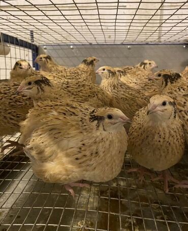 бройлеры оптом: Продам молодых перепелок 8 курочек яйца несут