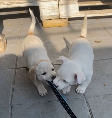 İtlər: Cek rassel teryer, 2 ay, Erkek, Ödənişli çatdırılma — 4