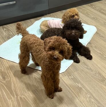 maltipoo qiymeti: Cütə vurmağa erkək toy pudel.Çəkisi 2,700 dür. Tükləri çox gözəl və