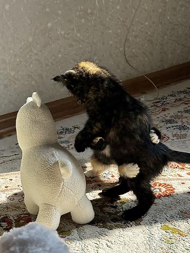 котенок: 1 месяц, Девочка, Приучена к лотку — 2