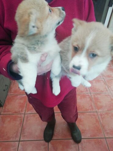 Αξιολάτρευτα κουτάβια Pembroke Welsh Corgi για δωρεάν υιοθεσία