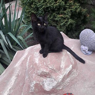 где взять котенка: 3 месяца, Мальчик, Приучена к лотку, Проглистована — 4