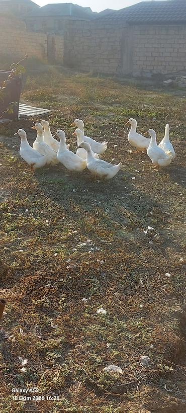 səssiz su nasosu: Ağ Kuban ördəkləri – təsərrüfat üçün sürü halında. - Cins: Kuban — 2