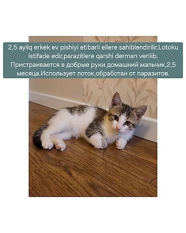 Erkək, Yaxşı əllərə, Pulsuz çatdırılma