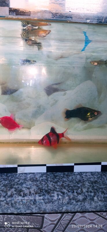 Рыбы: 5 quppi,Pecilya Qavayka,1 Barbus,1 GlofishAkvarium, rəngli daşlar