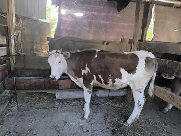 Коровы, быки: Продаю | Тёлка | Алатауская | Для разведения | Не стельные — 4