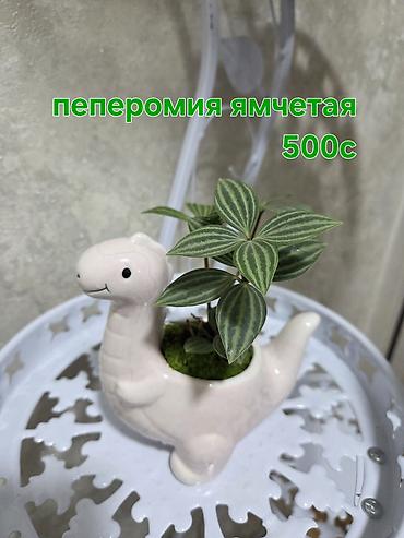 Женское счастье (Спатифиллум): Спатифиллум (женское счастье) и филодендрон «Биркин» — комнатные — 26