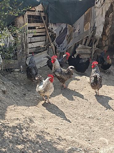 Digər kənd təsərrüfatı heyvanları: Xarkov xoruzlardir. Minimum 2.5 maksimum 4.2 4.5 çəkiləri var. Diri — 6