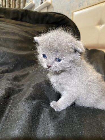 british cat: British shorthair Doğulublar 20mart Anası-şotlant Atası- britan