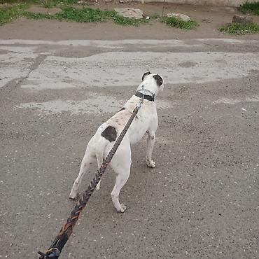 İtlər: Amerikan buldoqu, Erkek, Peyvəndli — 5