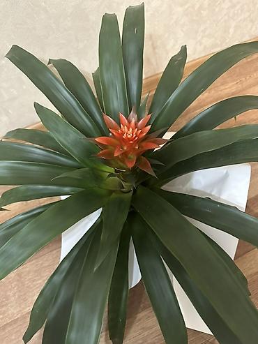 гузмания: Гузмания (Guzmania) с оранжевым соцветием в горшке. - Эффектная — 3