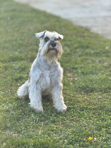 Psi: Odgajivacnica Pet house nudi prelepe stence Patuljastog snaucera Biber — 21
