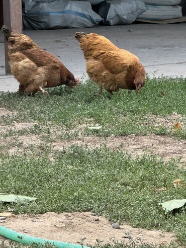 домашние куры: Пара домашних кур коричневого окраса, подходящих для разведения или