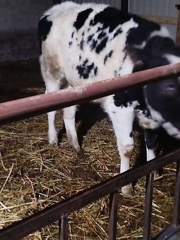 Коровы, быки: Продаю | Музоо, торпок | На откорм — 2