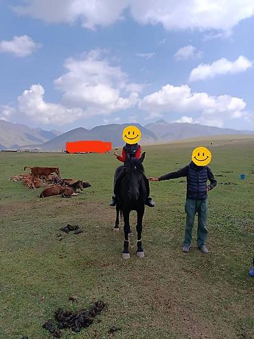 Лошади, кони: Продаю | Жеребец | Для разведения | Осеменитель — 8