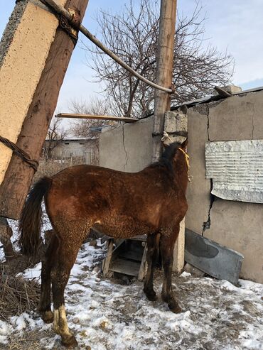 продажа коней: Продаю | Жеребенок | Для разведения