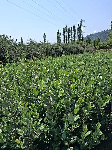 şam ağacı haqqında esse: Feixoa (Acca sellowiana) tingləri – məhsuldar meyvə kolu 14 min ədəd — 1