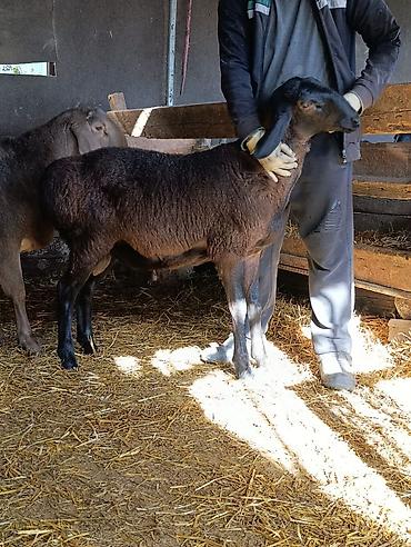 Баран, овца: Продаю | Баран (самец) | Для разведения | Племенные — 1