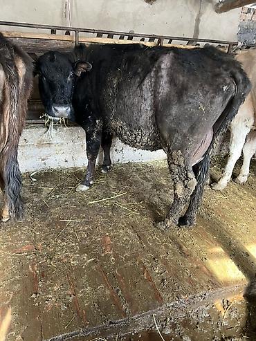 Коровы, быки: Продаю | Корова (самка) | Для молока | Привязанные — 5