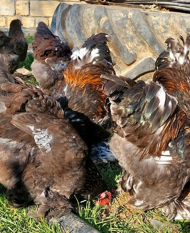 Toyuqlar: Toyuq, Brama, Ətlik — 2