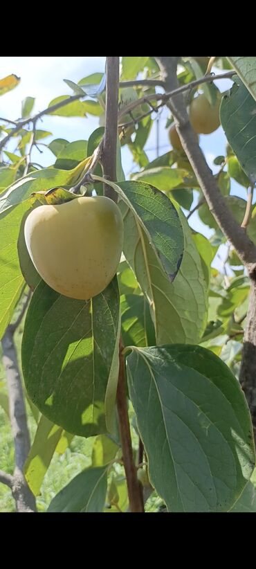 Torpaq sahələrinin satışı: 243 sot, Kənd təsərrüfatı, Mülkiyyətçi, Kupça (Çıxarış) — 2