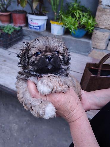 İtlər: Pekines, 1 ay, Erkek — 3