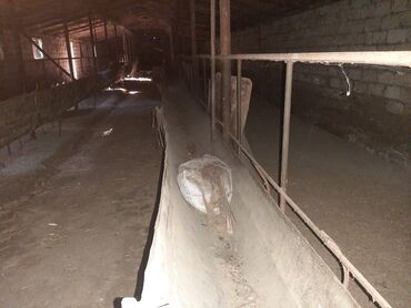 Həyət evləri və villaların satışı: 6 otaqlı, 200 kv. m, Kredit yoxdur, Orta təmir -da lalafo.az — 21 Həyət evləri və villaların satışı: 6 otaqlı, 200 kv. m, Kredit yoxdur, Orta təmir — 21