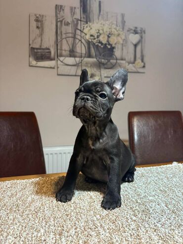 Psi: Odgajivačnica francuskih buldoga “THE BEST EDITION” predstavlja na lalafo.rs — 5 Psi: Odgajivačnica francuskih buldoga “THE BEST EDITION” predstavlja — 5