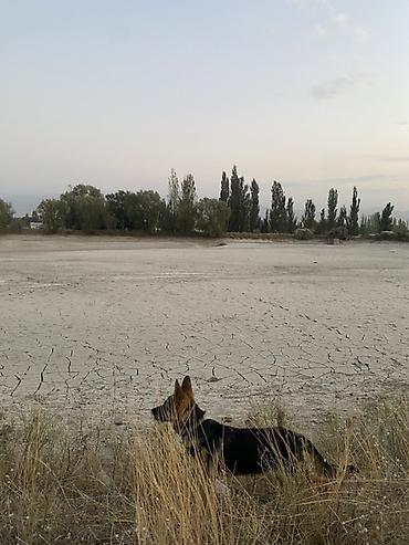 Немецкая овчарка, сидеть, лежать нельзя деген командаларды билет