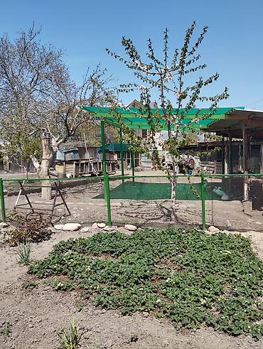 Продажа коттеджей и домов: Продается дом с участком для отличного отдыха всей семьёй и ведения at lalafo.kg — 2 Продажа коттеджей и домов: Продается дом с участком для отличного отдыха всей семьёй и ведения — 2