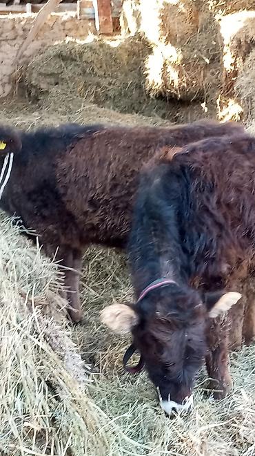 Коровы, быки: Продаю | Тёлка | Для разведения — 6