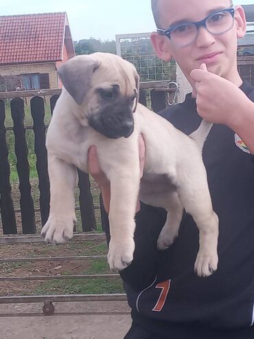 Psi: Presa Canario štenci na prodaju, stari mesec i po dana. Vakcinisani — 10