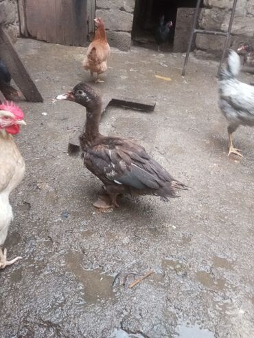 Digər quşlar: Salam. 4 ədəd erkək lal ördək satılır. 4 aylıq iri quşlardır. Düzdü — 5