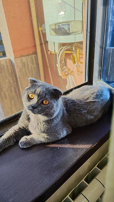 scottish fold satilir: Şotland yastı qulaq, Erkək, Cütləşmə üçün — 2